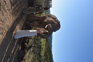 Elephant feeding at BuffelsDrift